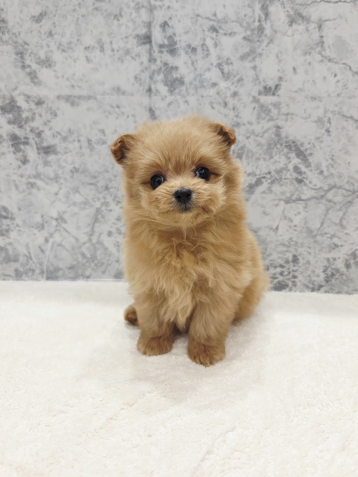 トイプードル×ポメラニアン