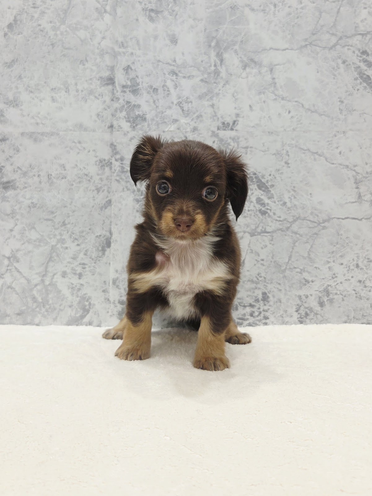 チワワ×カニーヘンダックスフンドの写真