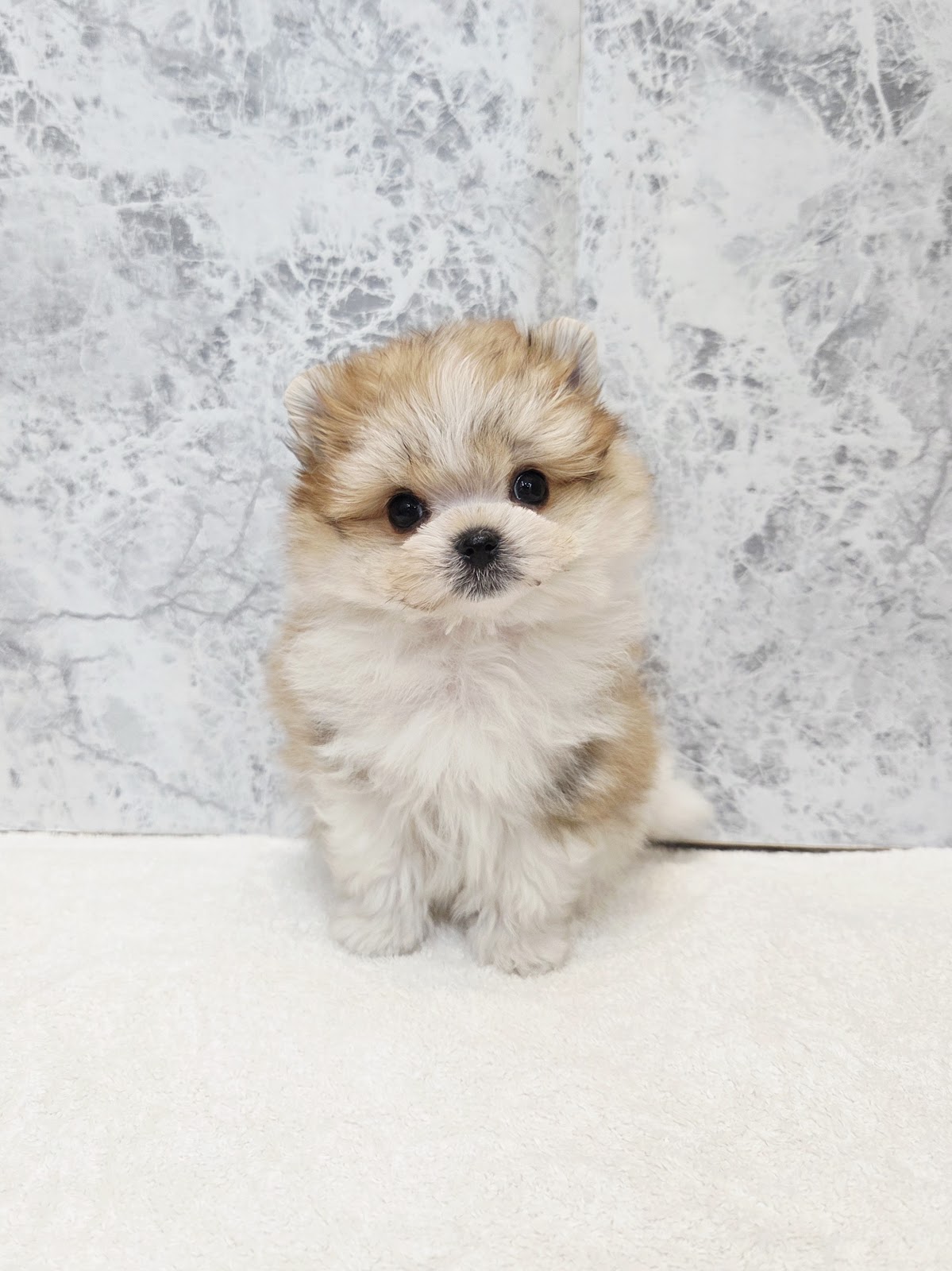 マルチーズ×ポメラニアンの写真