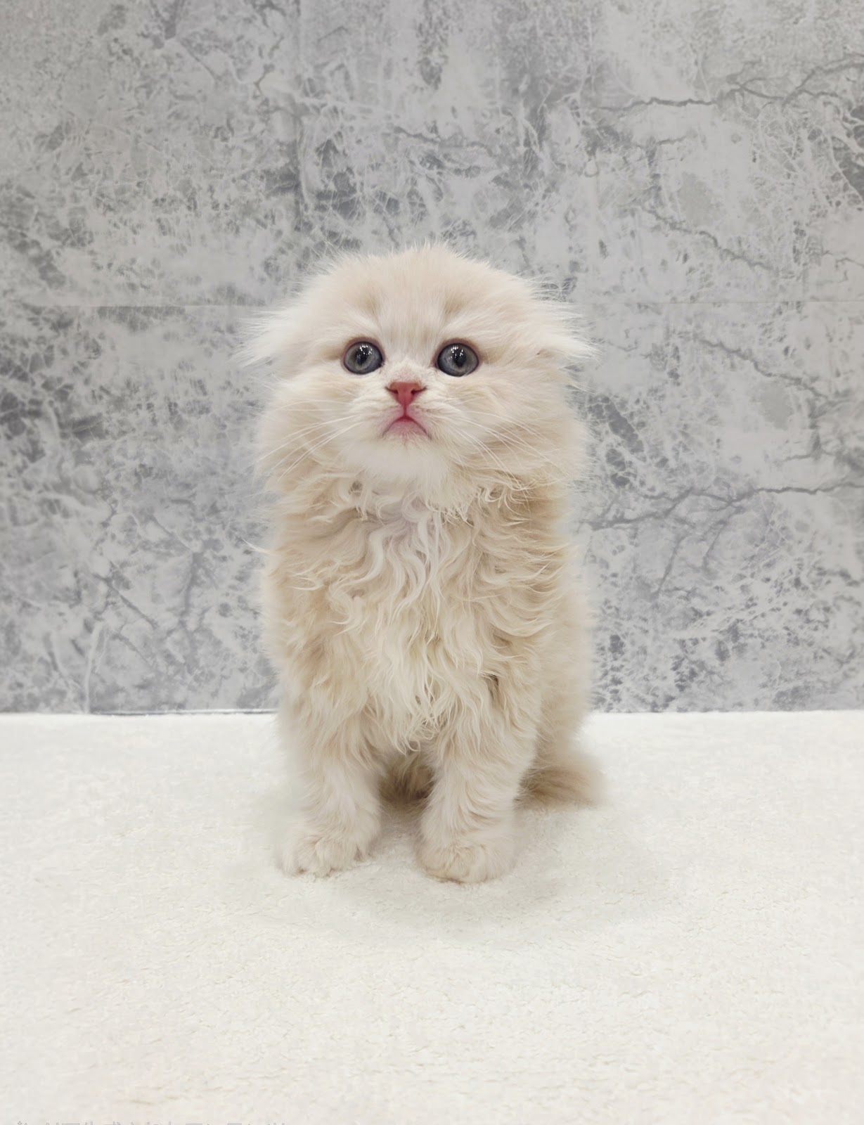 スコティッシュ・フォールドの写真3