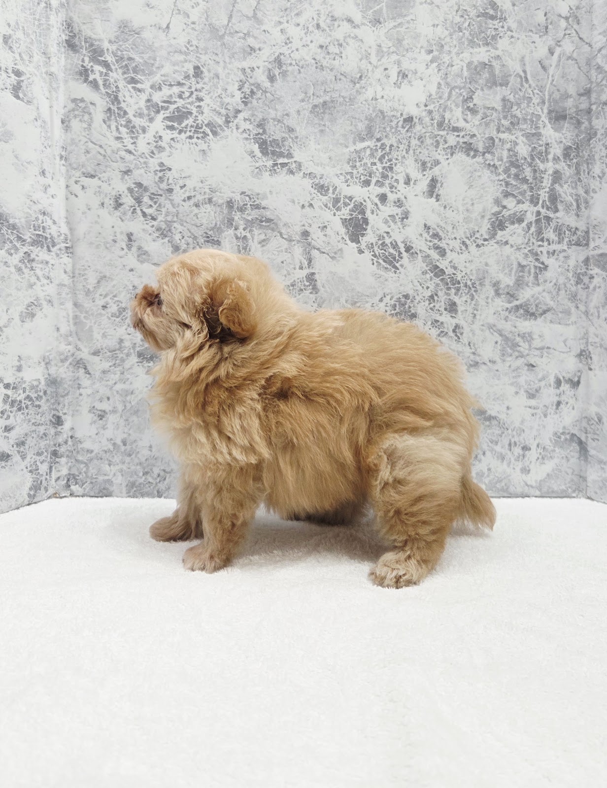 トイプードル×ポメラニアンの写真2