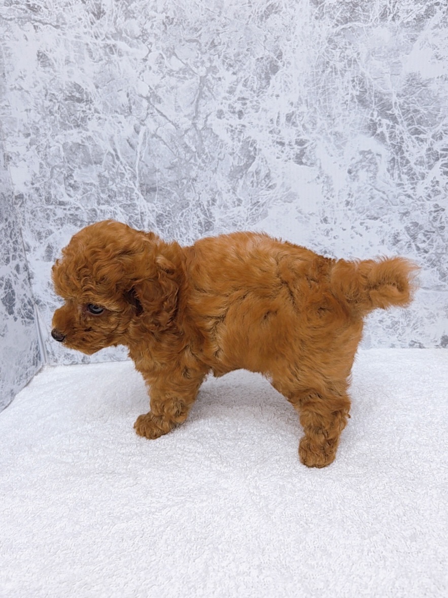 タイニープードルの写真2