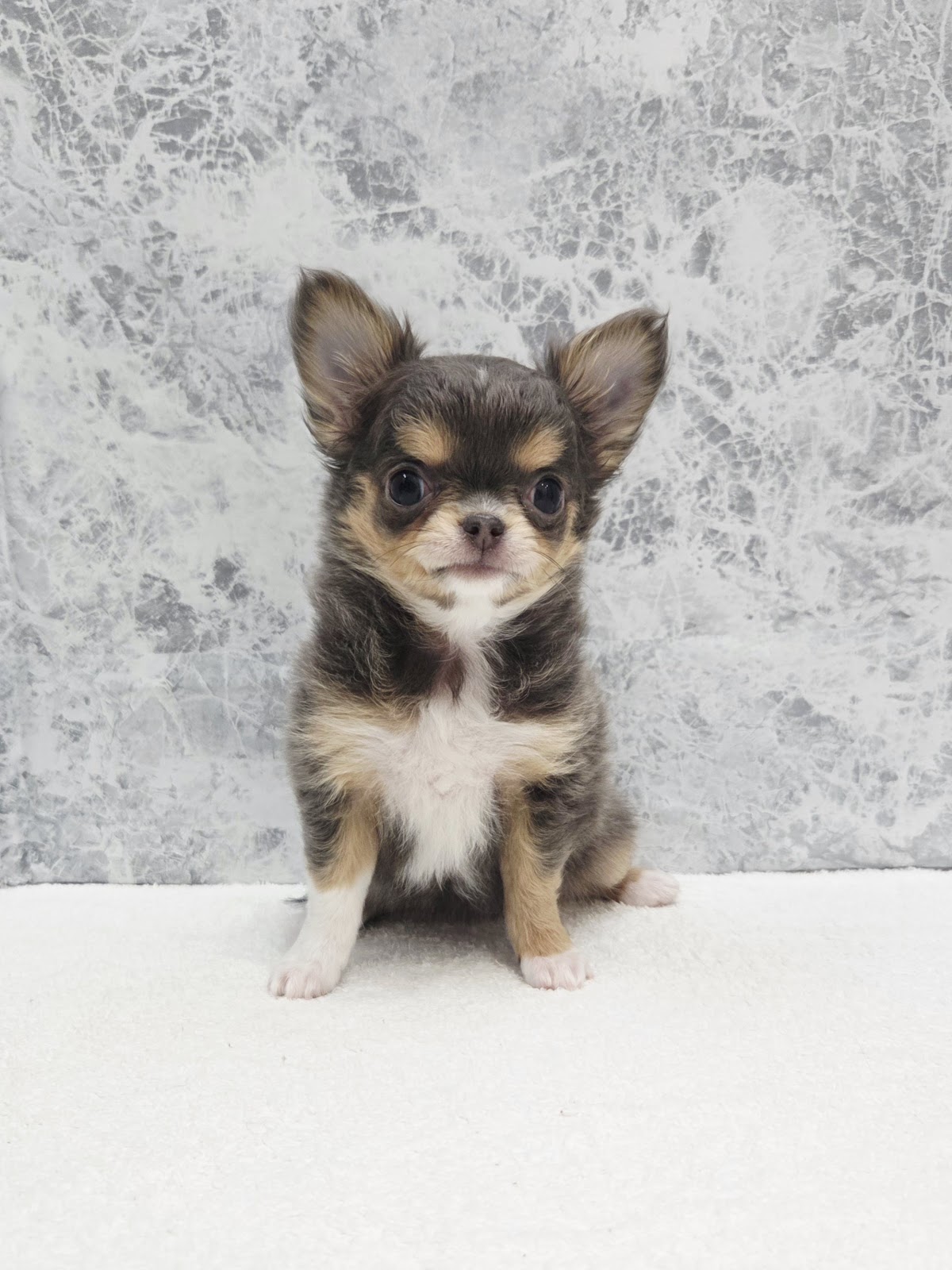 ロングコートチワワの写真