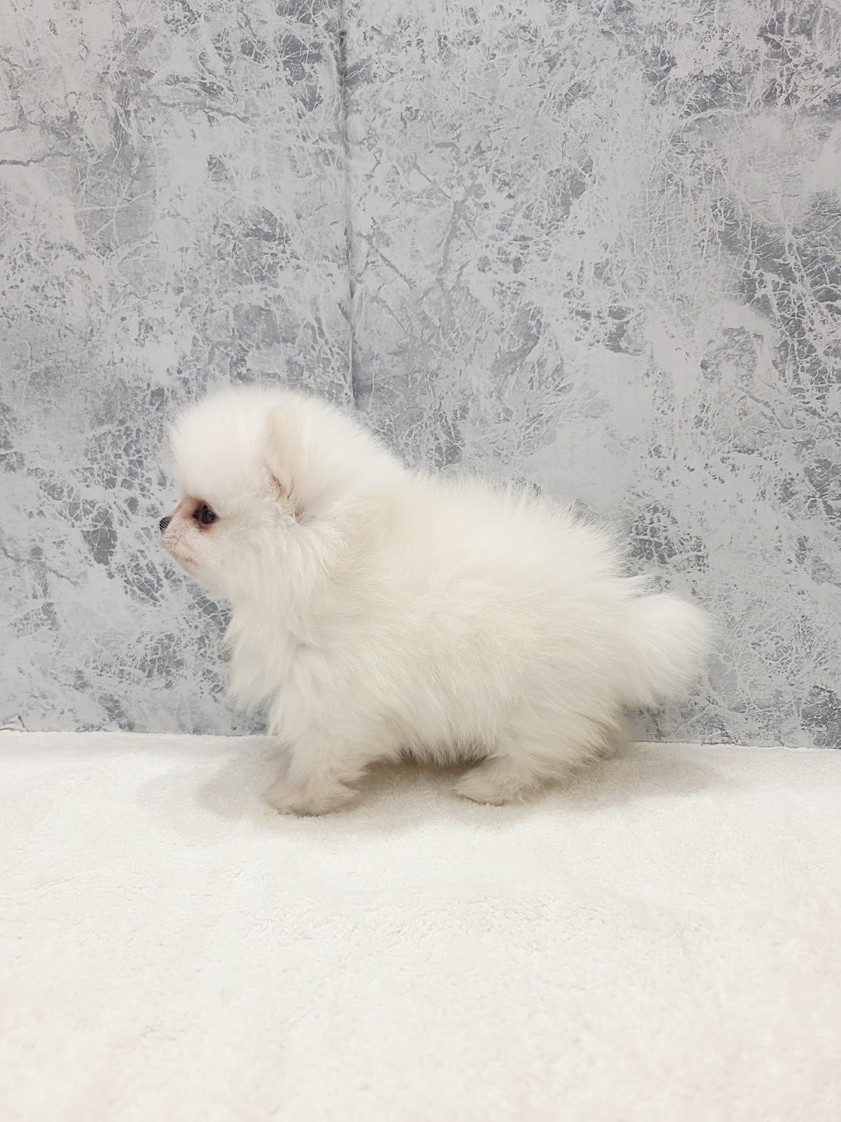 ポメラニアンの写真2