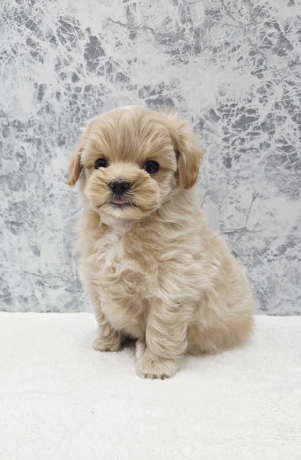 トイプードル×マルチーズの写真2