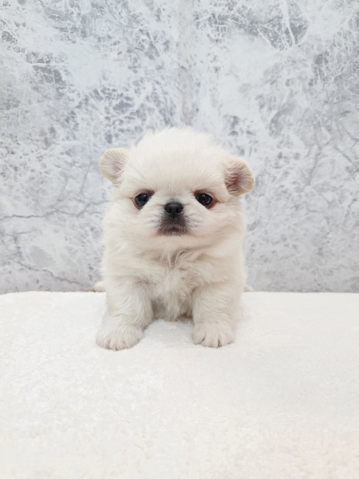 チワワ×ペキニーズの写真