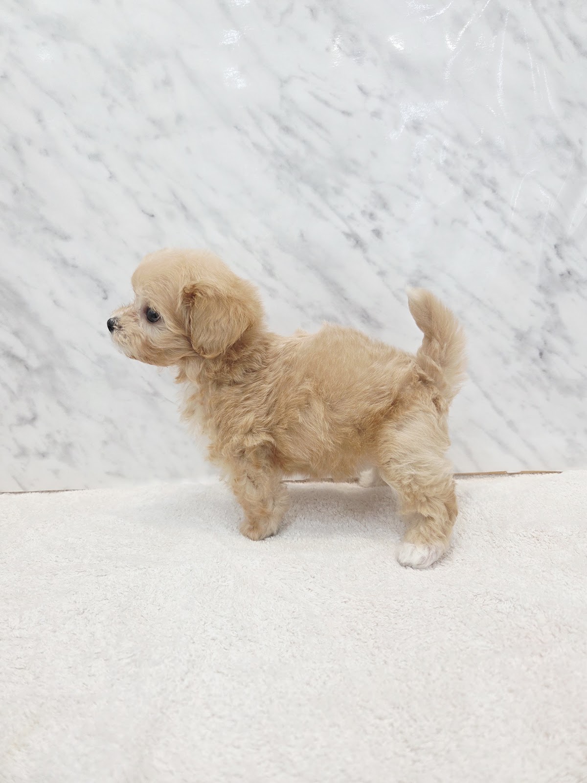 トイプードル×マルチーズの写真2