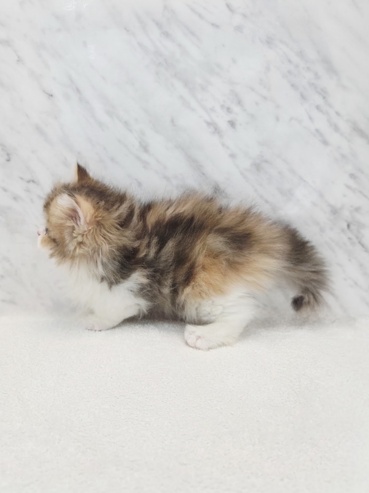 ミヌエットの写真2