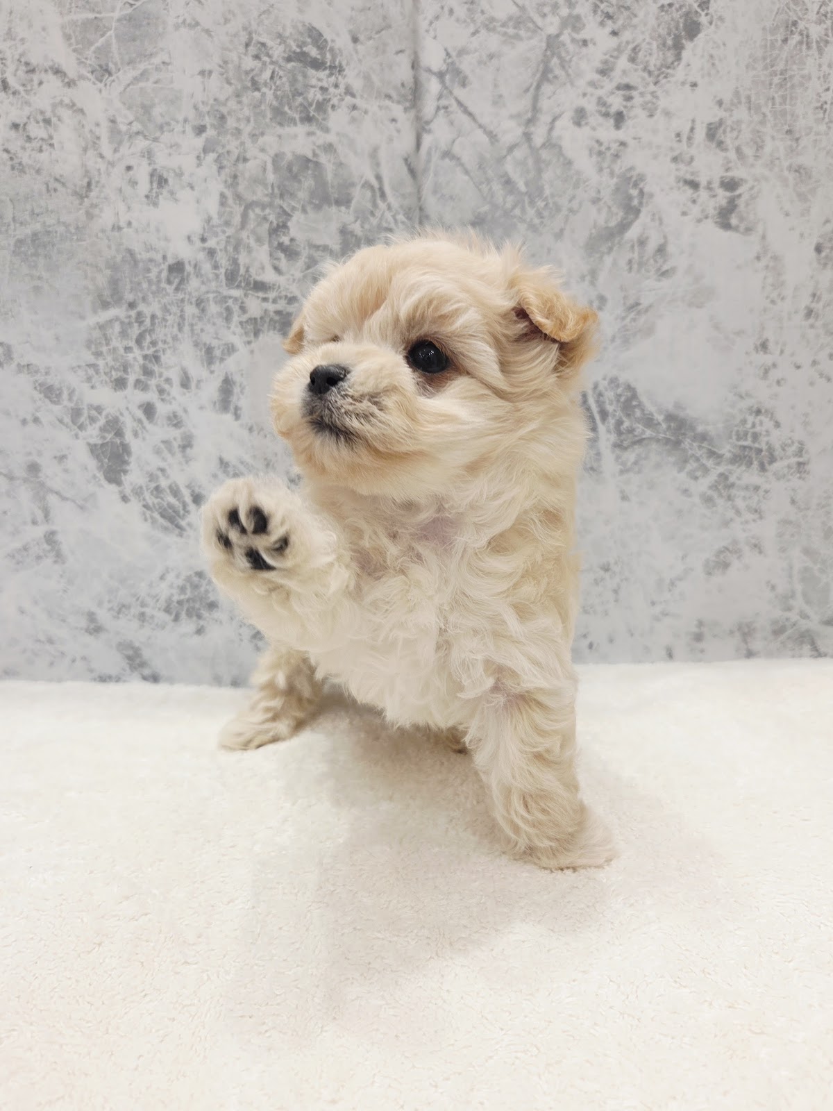 トイプードル×マルチーズの写真3