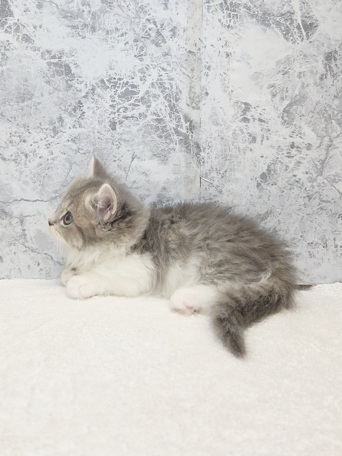 ミヌエットの写真2