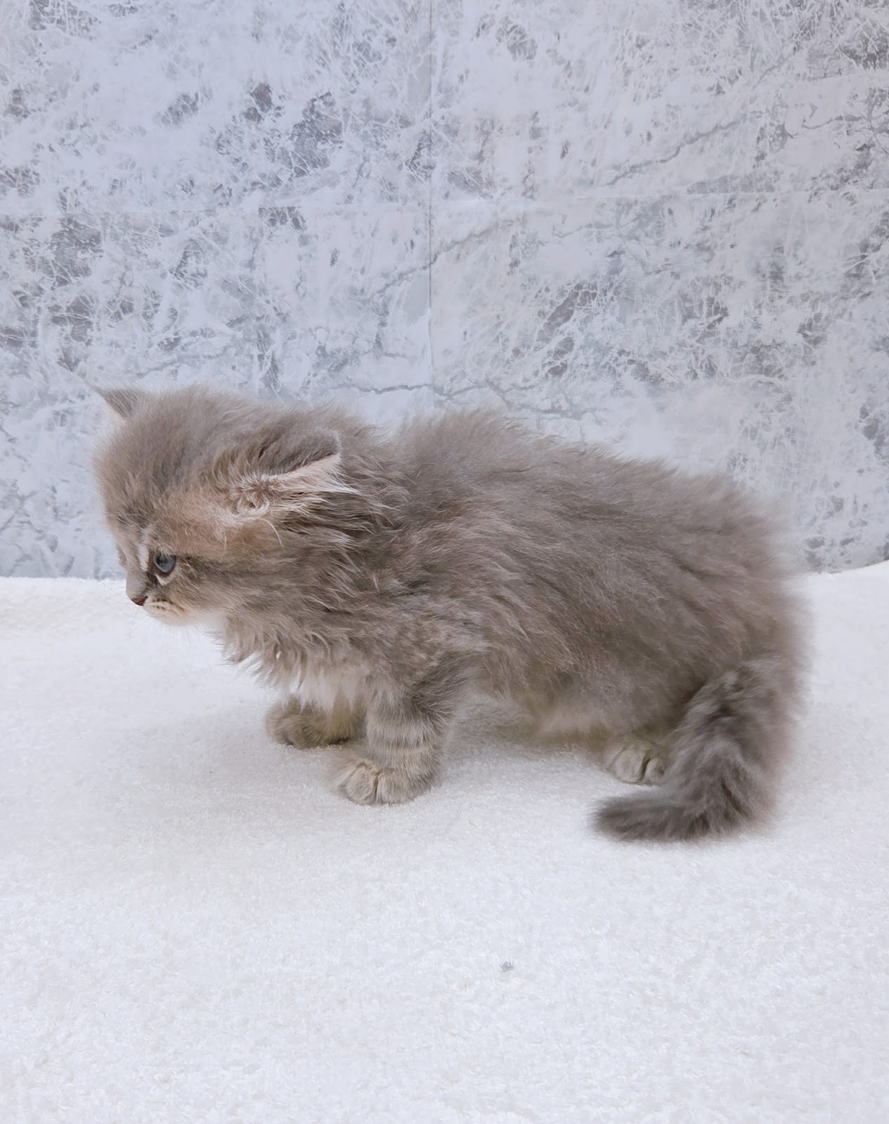 ラガマフィンの写真2