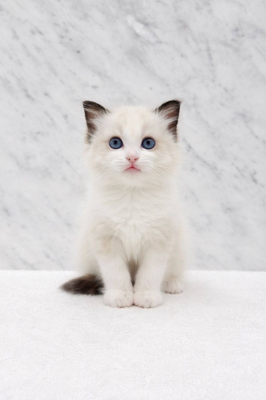 ラグドールの写真