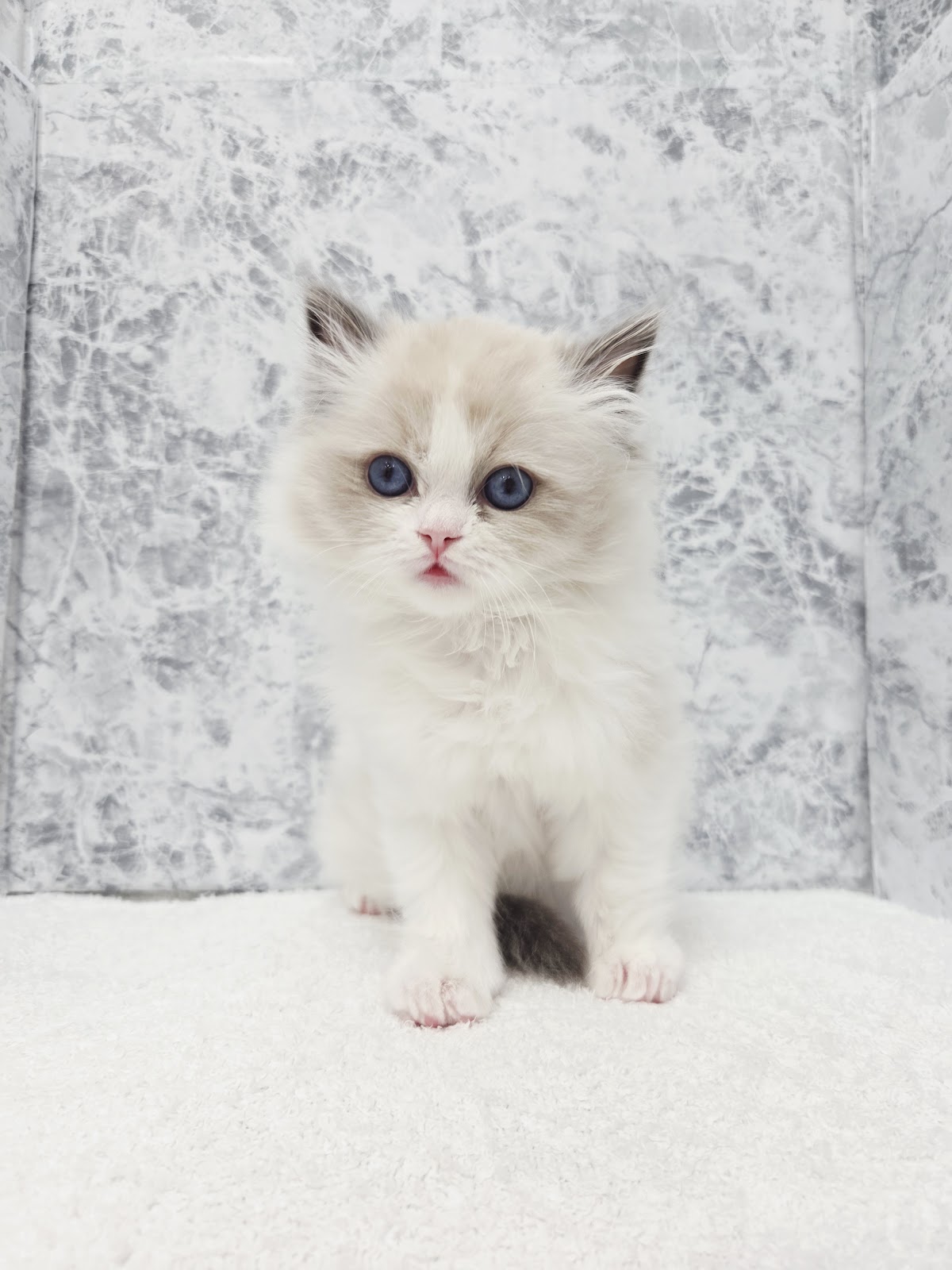 ラグドールの写真3