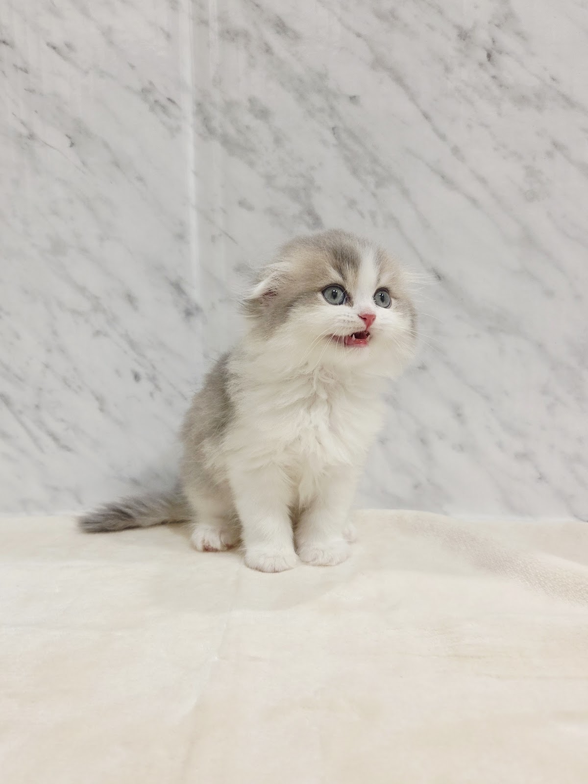 スコティッシュ・フォールドの写真3