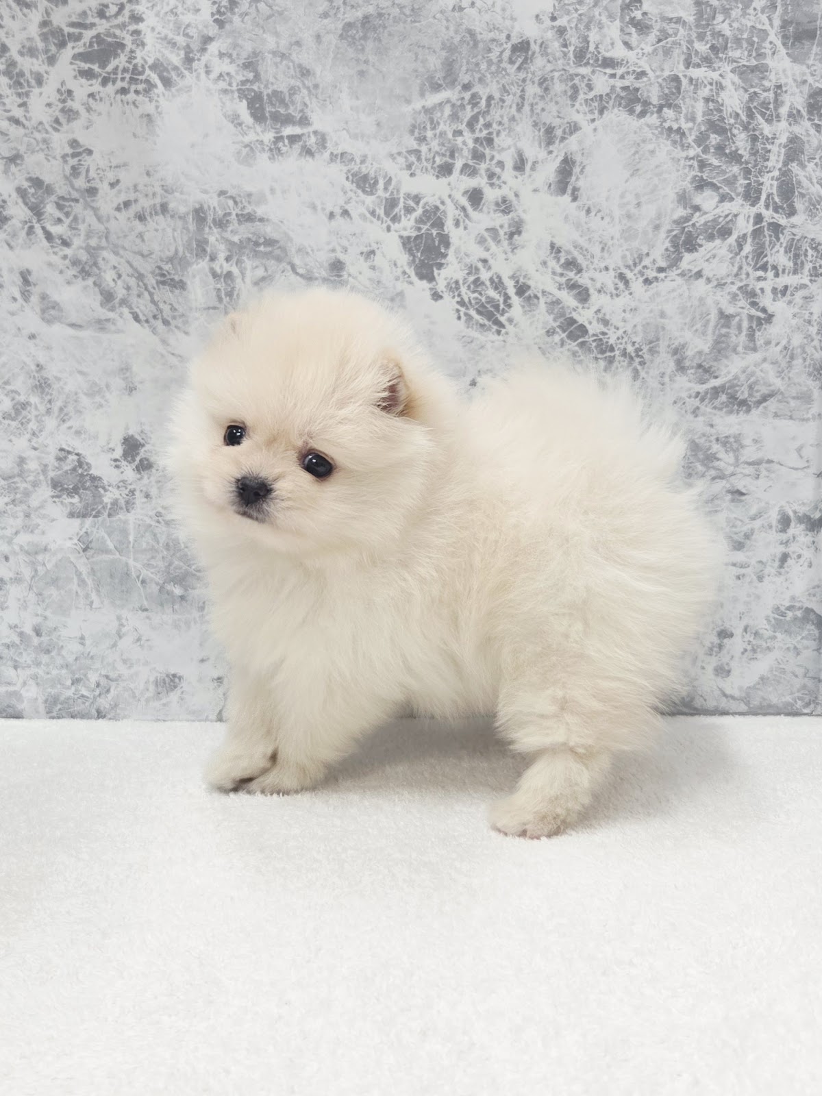 ポメラニアンの写真3