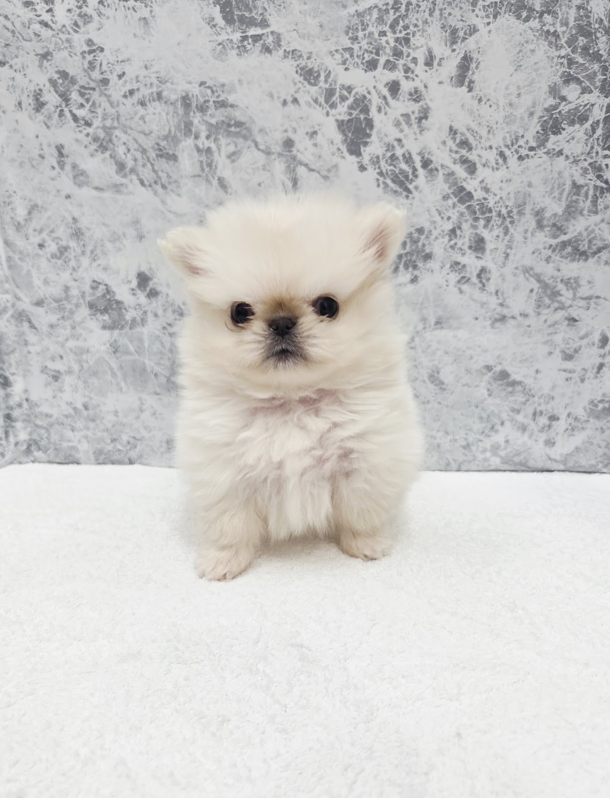 ペキニーズ×ポメラニアンの写真