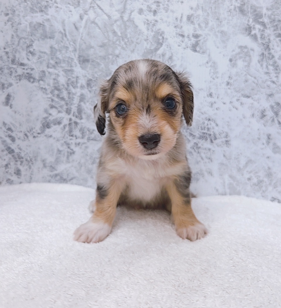 ミニチュアダックスフンド×チワワの写真