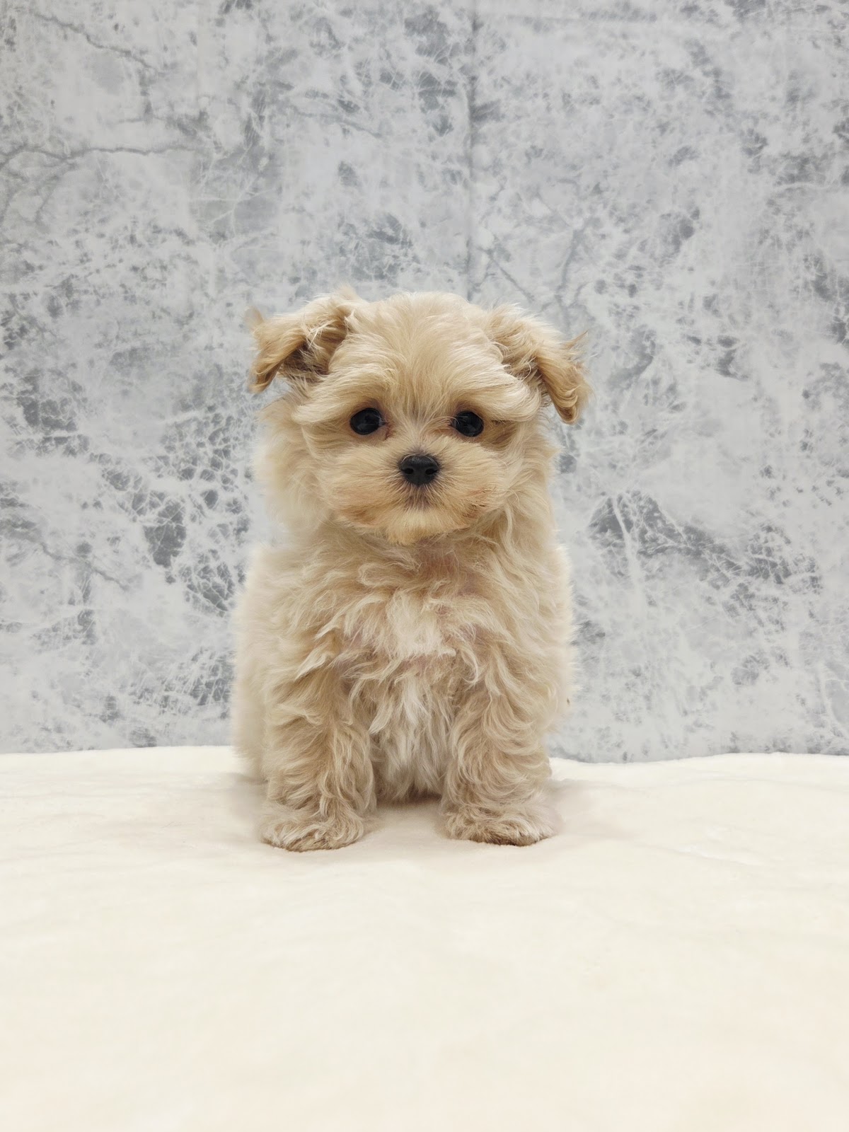 トイプードル×マルチーズの写真