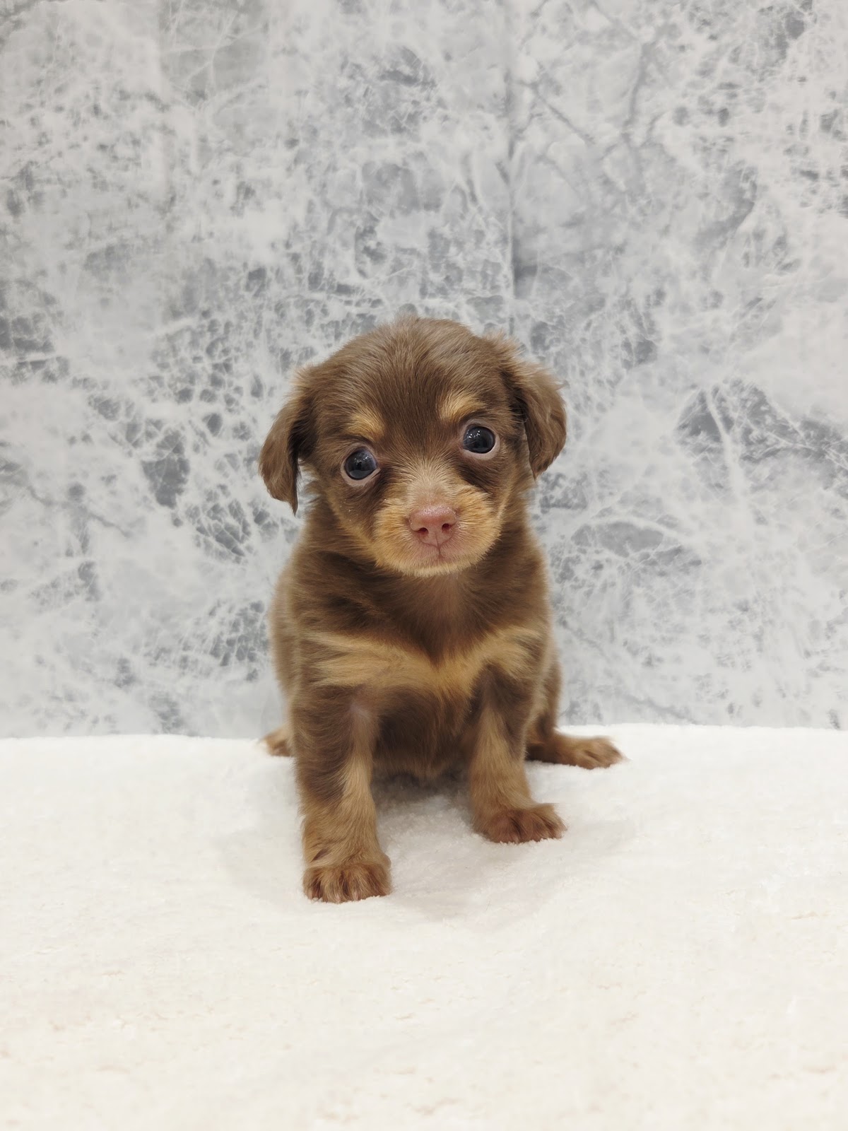 カニーヘンダックスフンド×チワワの写真