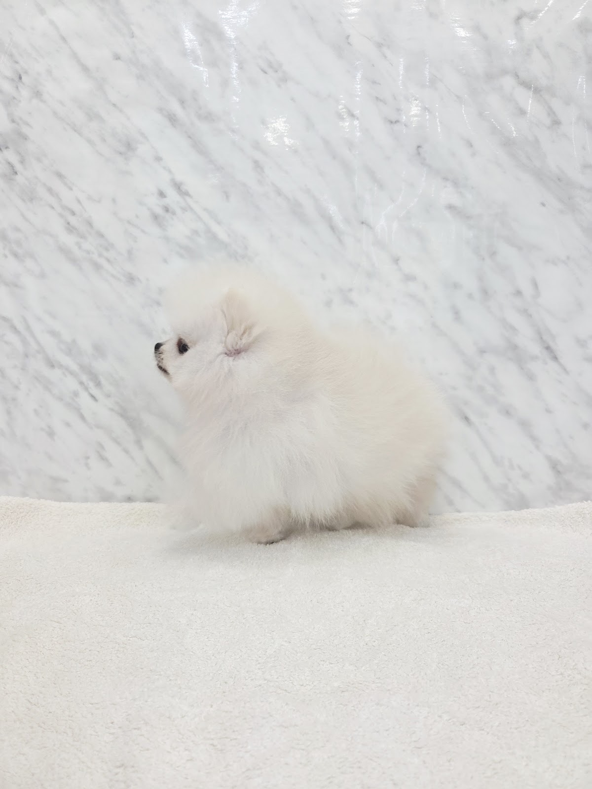 ポメラニアンの写真2
