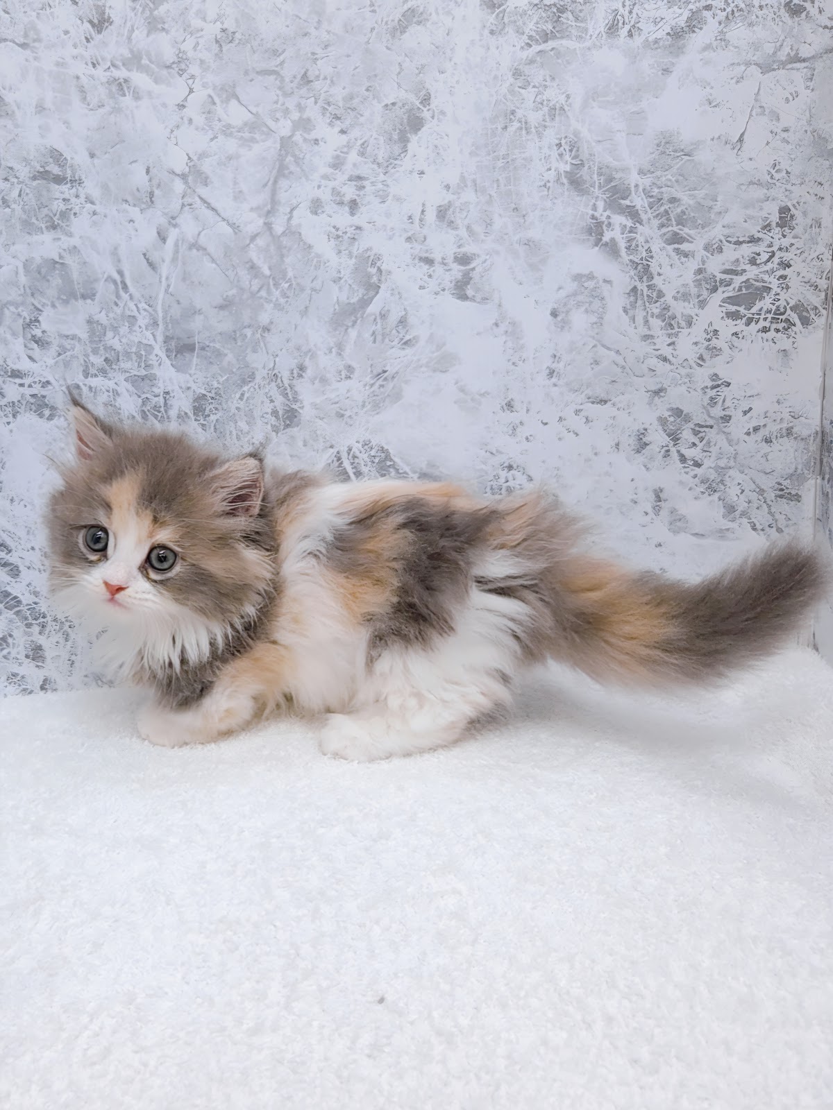 ミヌエットの写真2