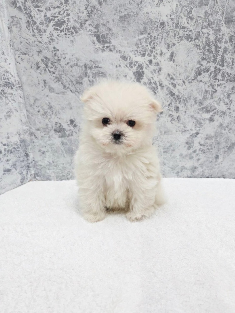 マルチーズ×ポメラニアンの写真