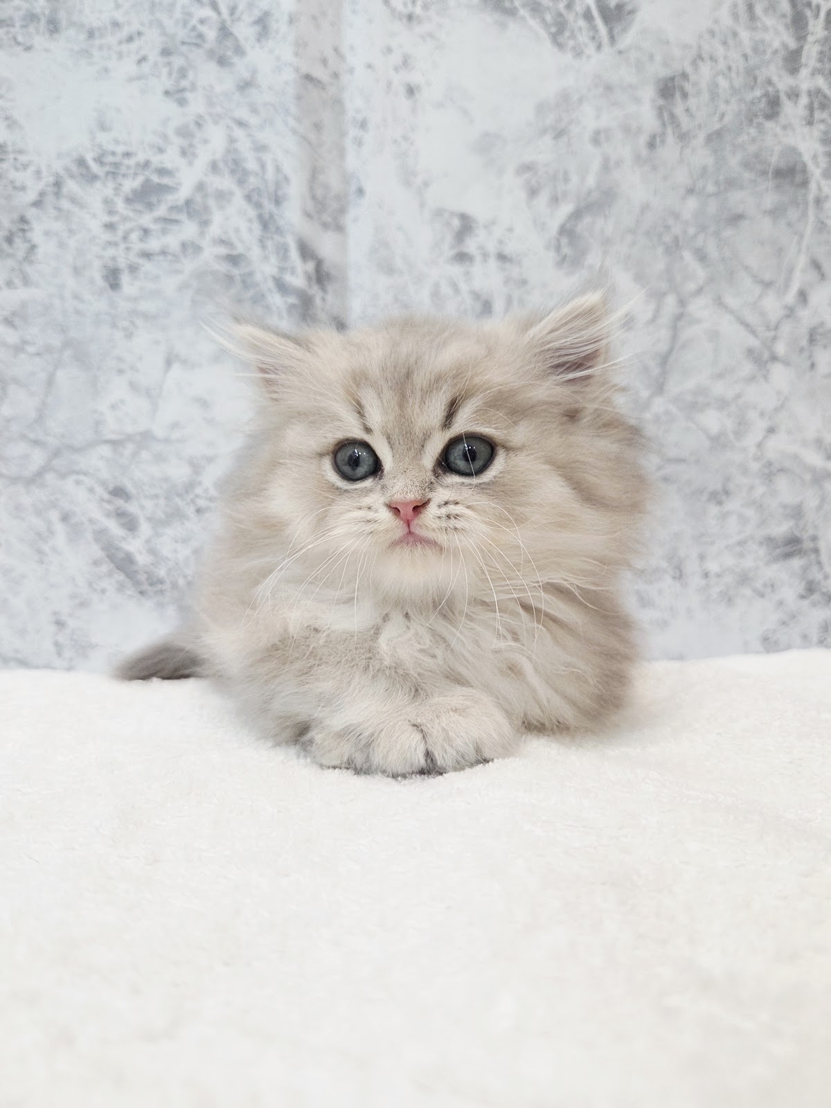 ペルシャの写真3