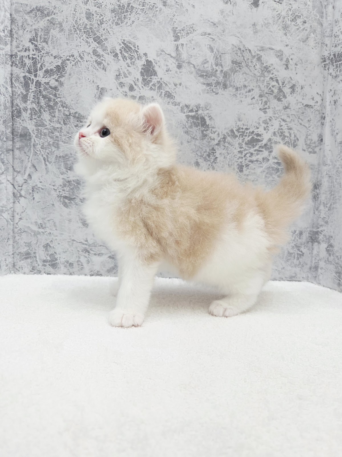 ラガマフィンの写真2