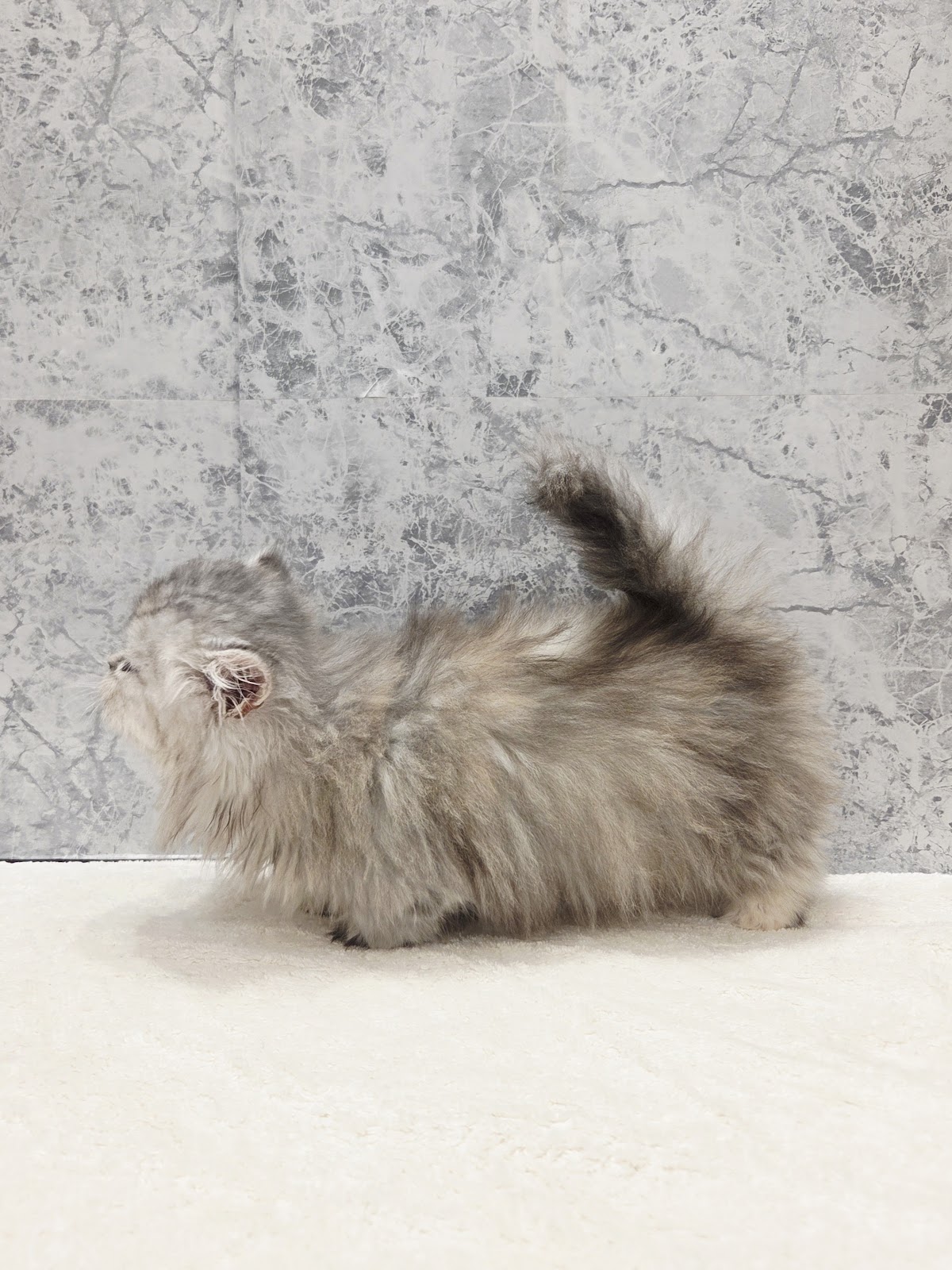 ミヌエットの写真2