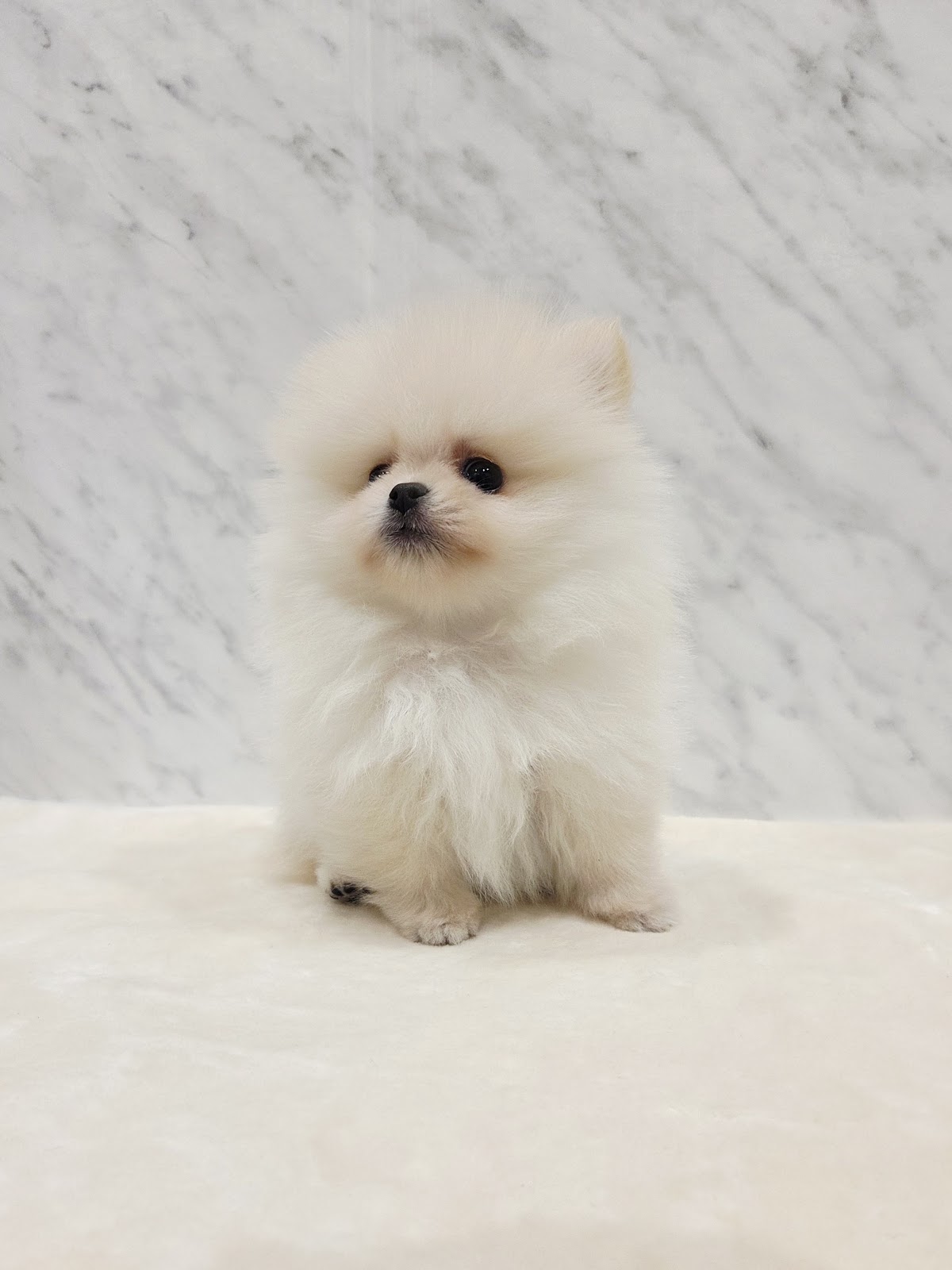 ポメラニアンの写真3