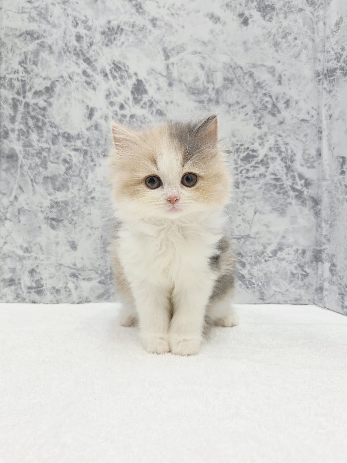 サイベリアンの写真