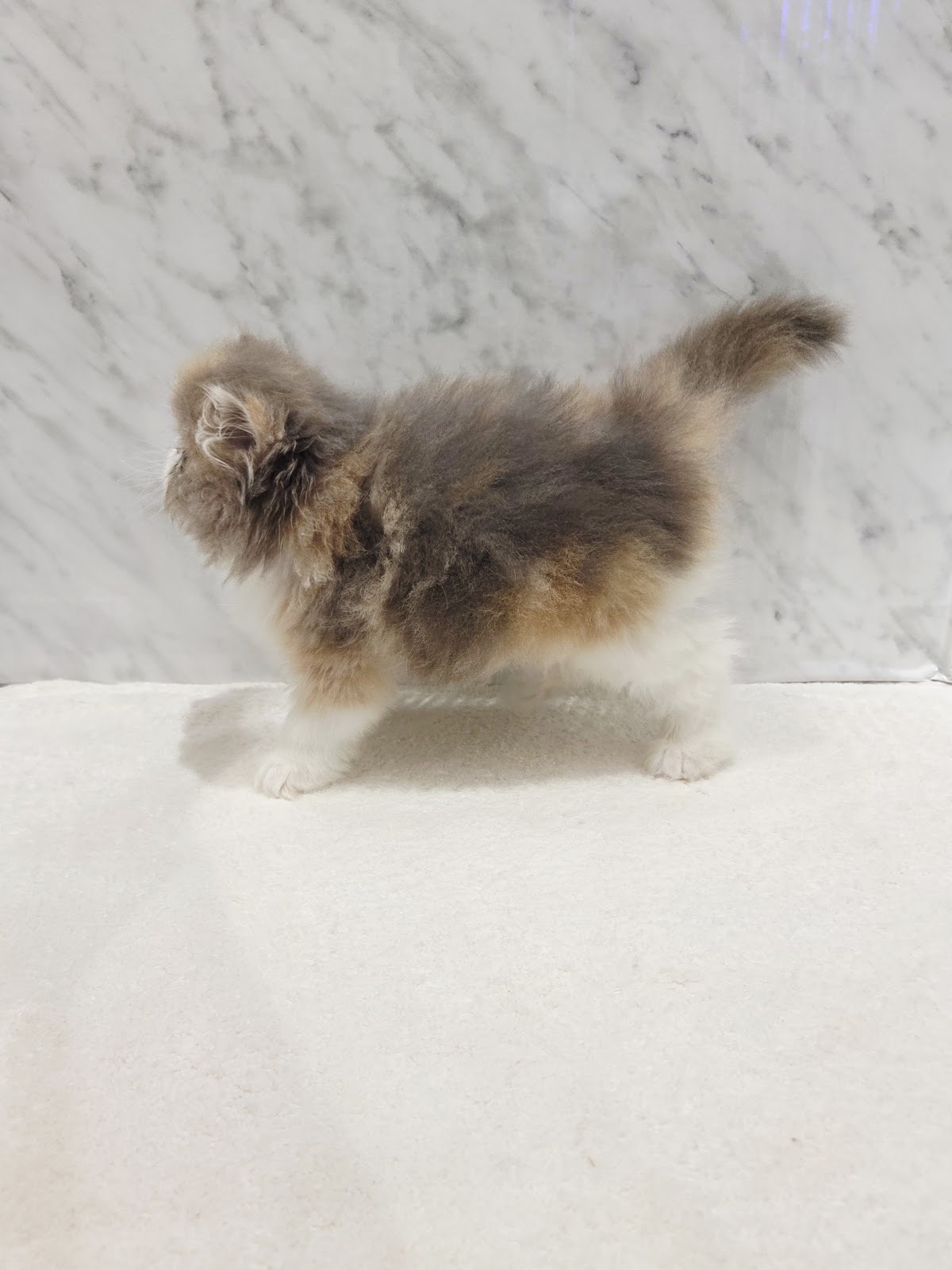 エキゾチックの写真2