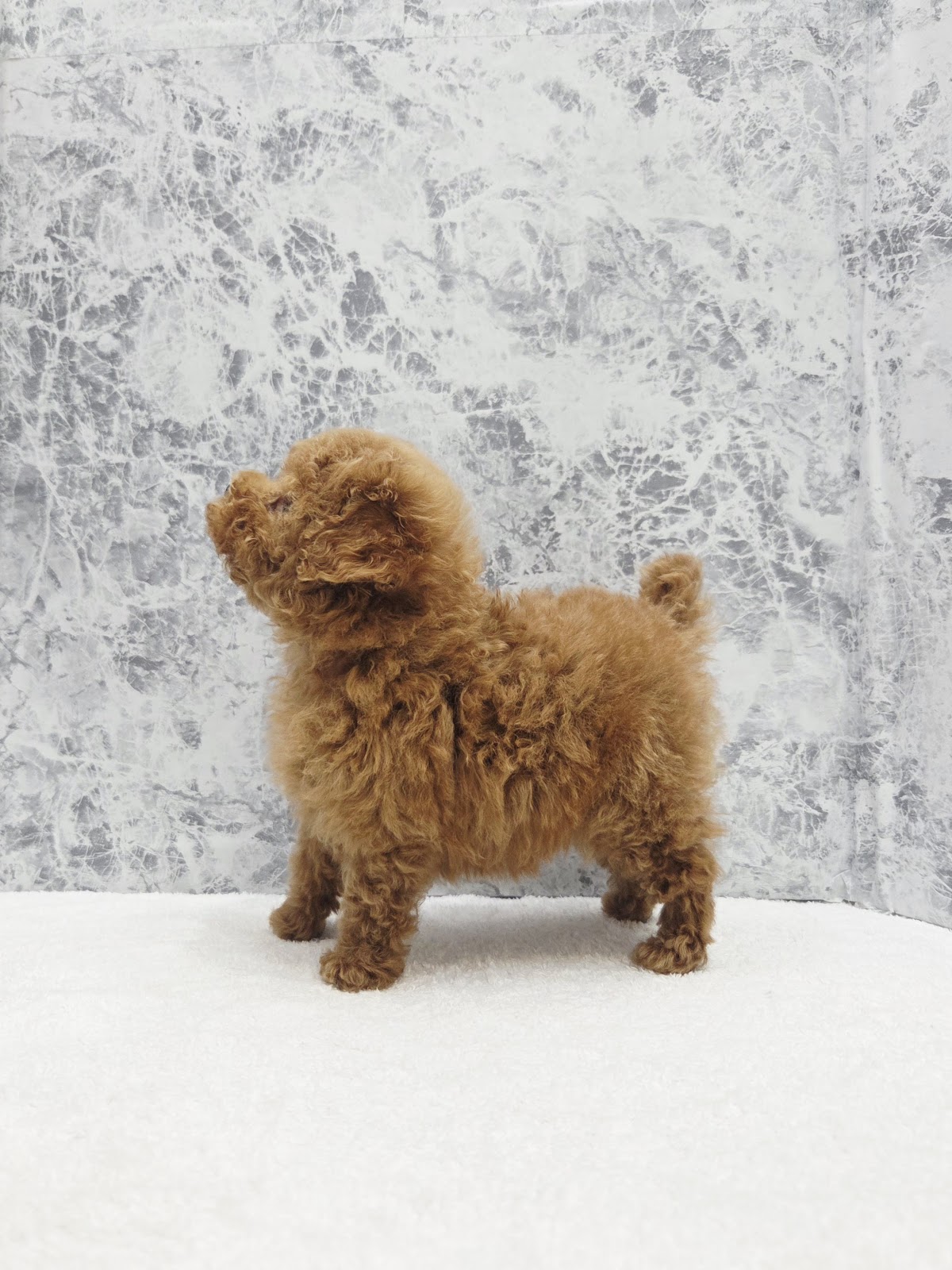 ティーカッププードルの写真2