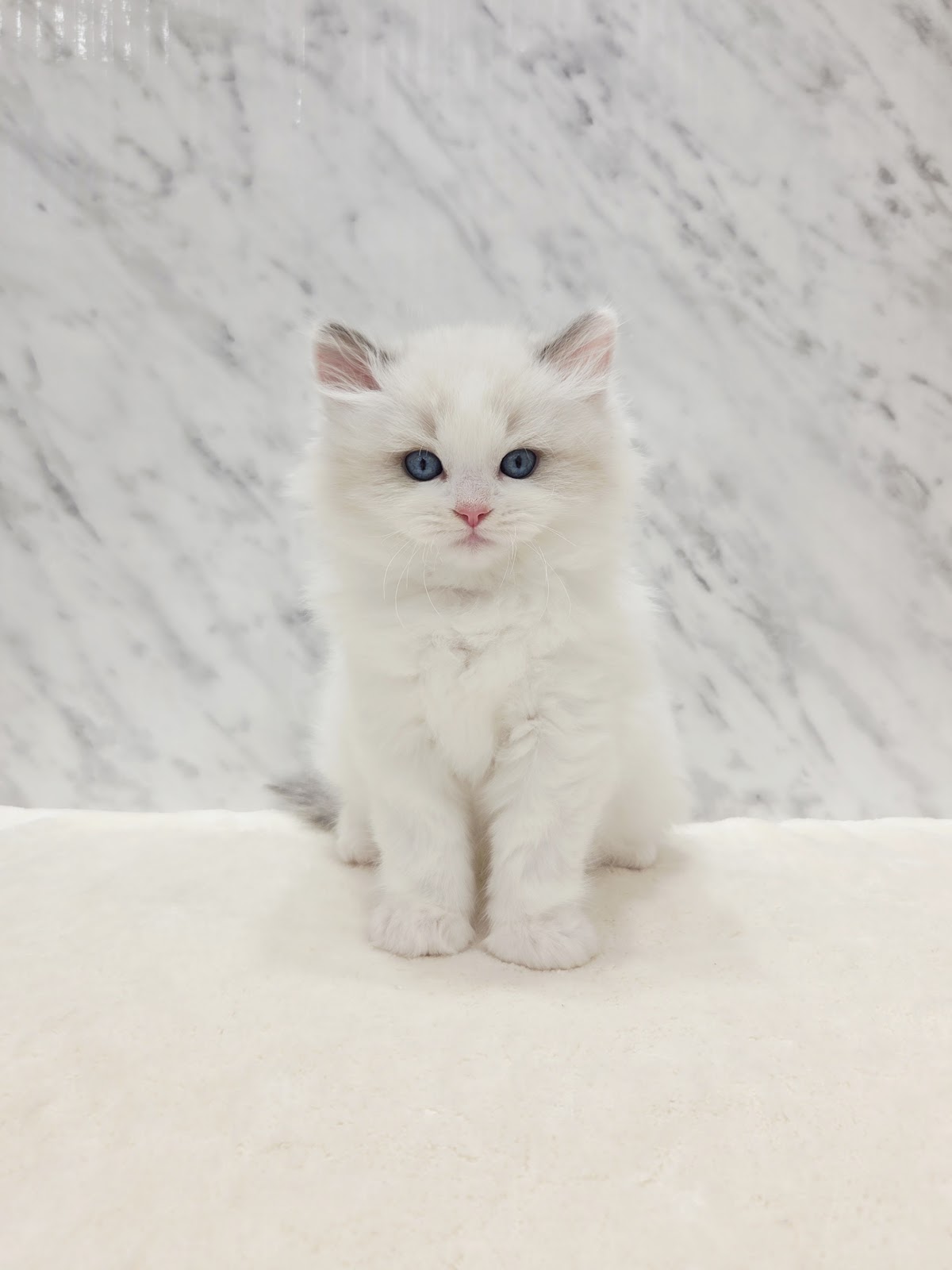 ラグドールの写真