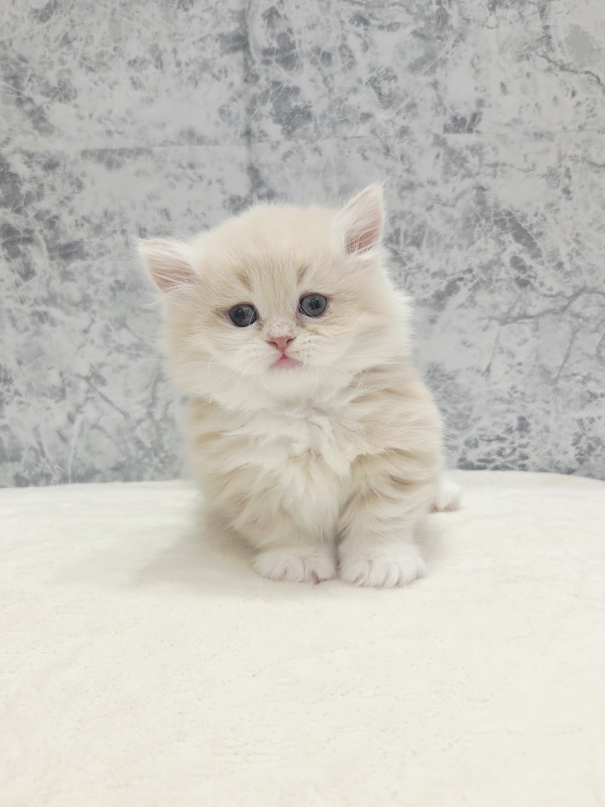 ミヌエットの写真