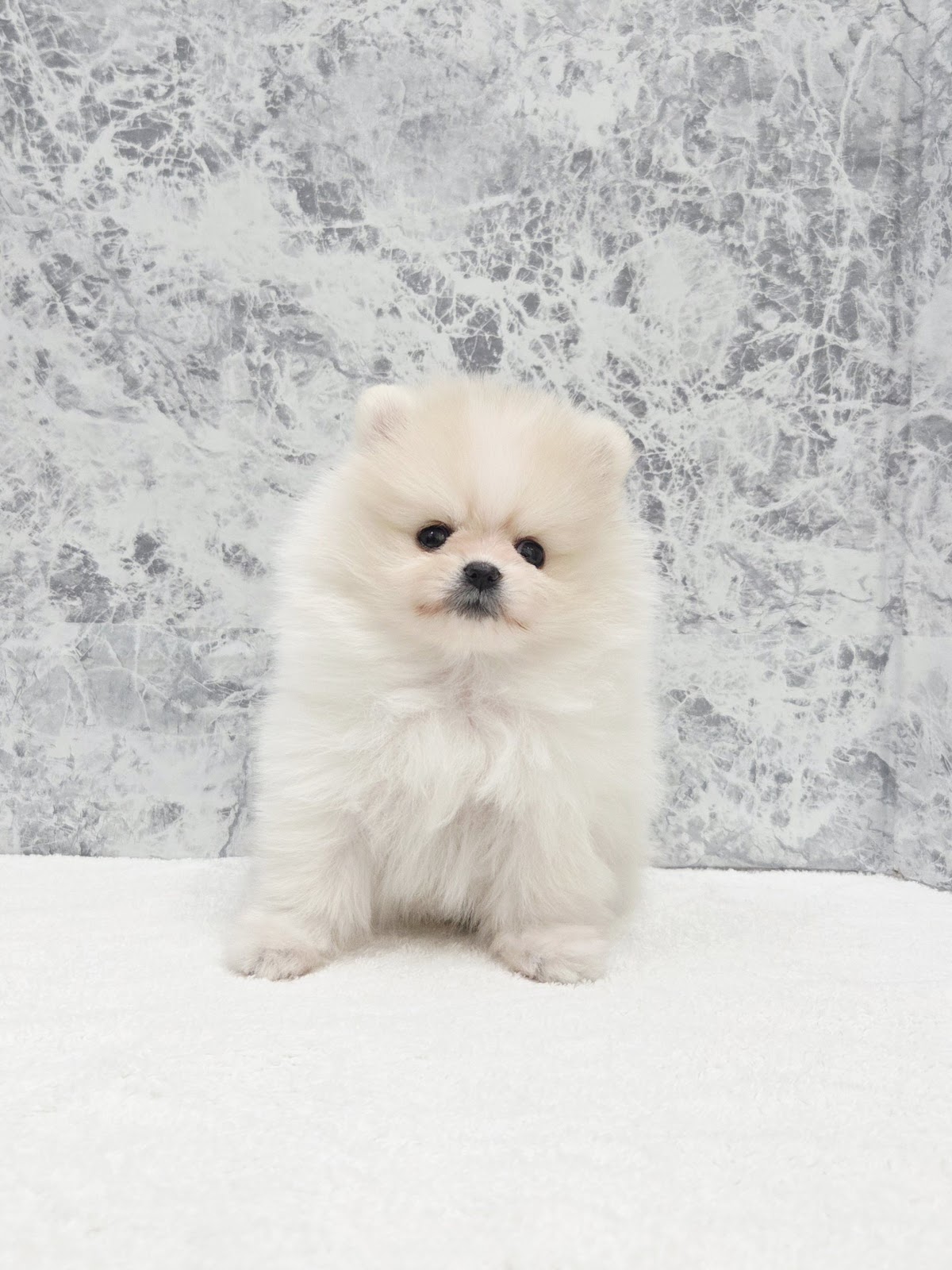 ポメラニアンの写真3