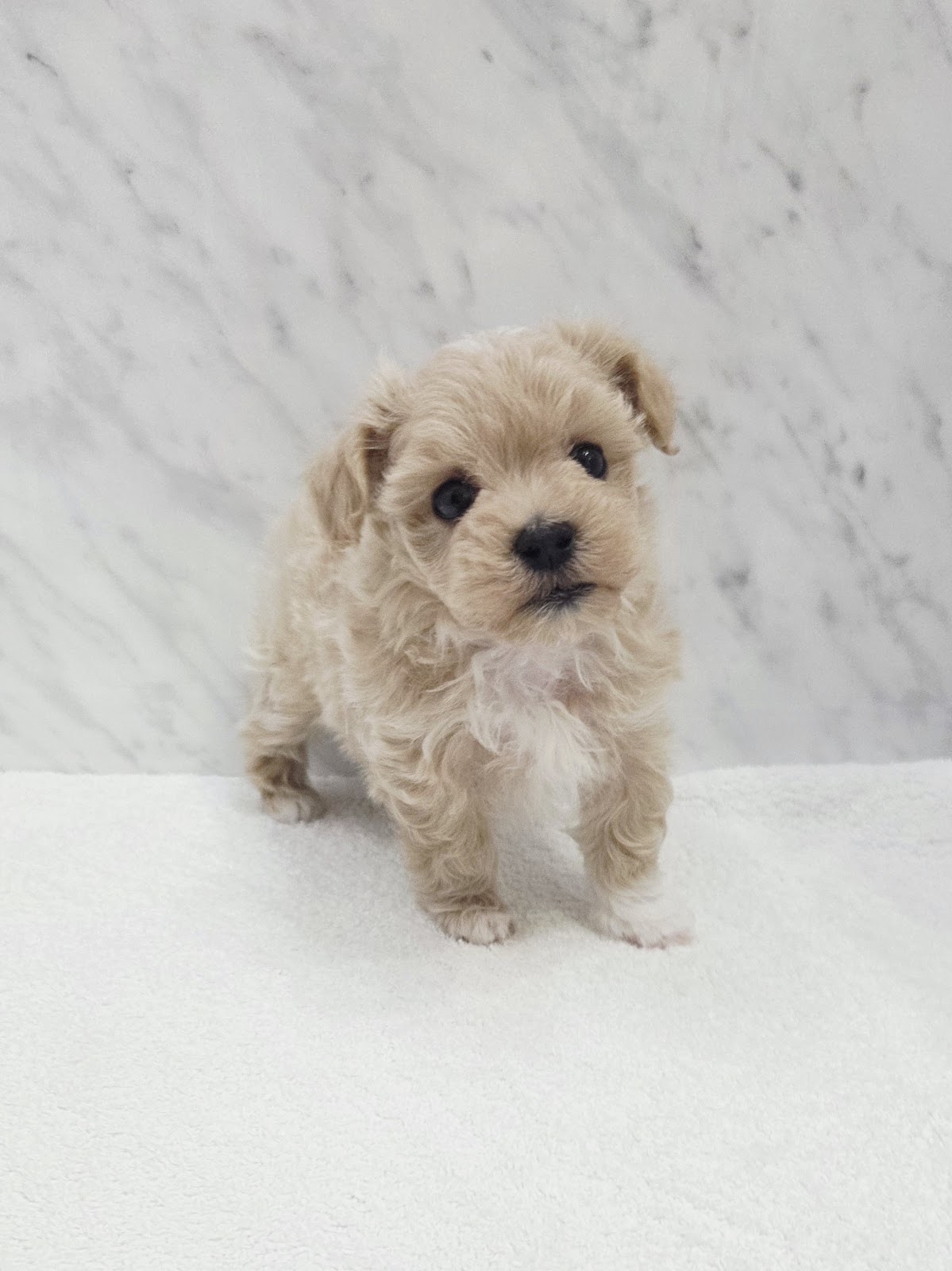 トイプードル×マルチーズの写真3