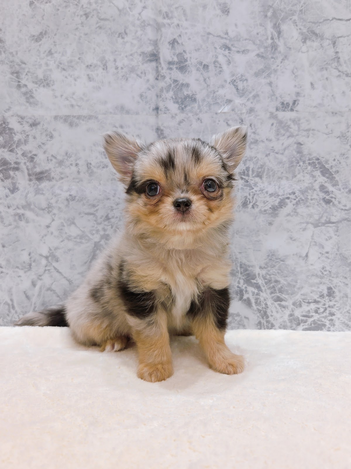 ロングコートチワワの写真