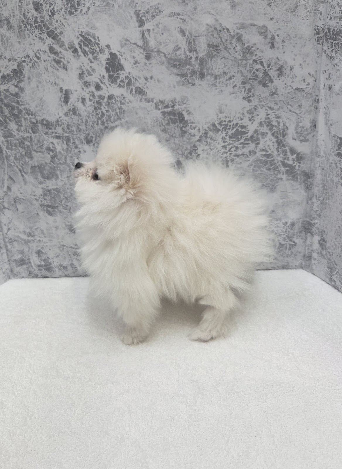 ポメラニアンの写真2