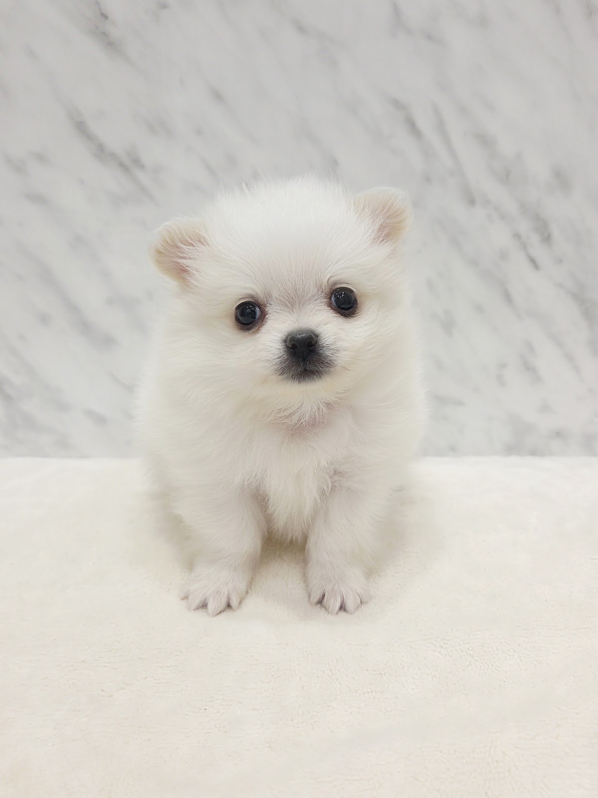 ポメラニアン×チワワの写真