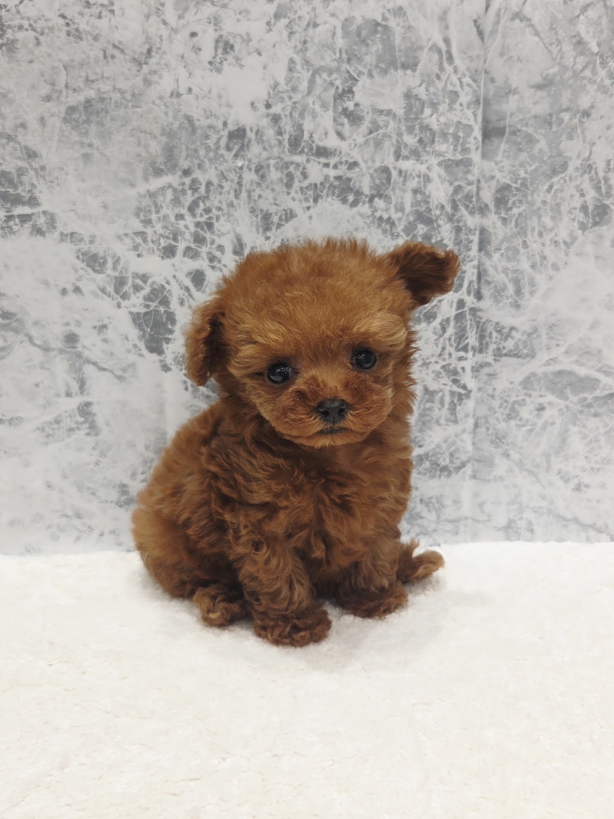 マイクロティーカッププードルの写真