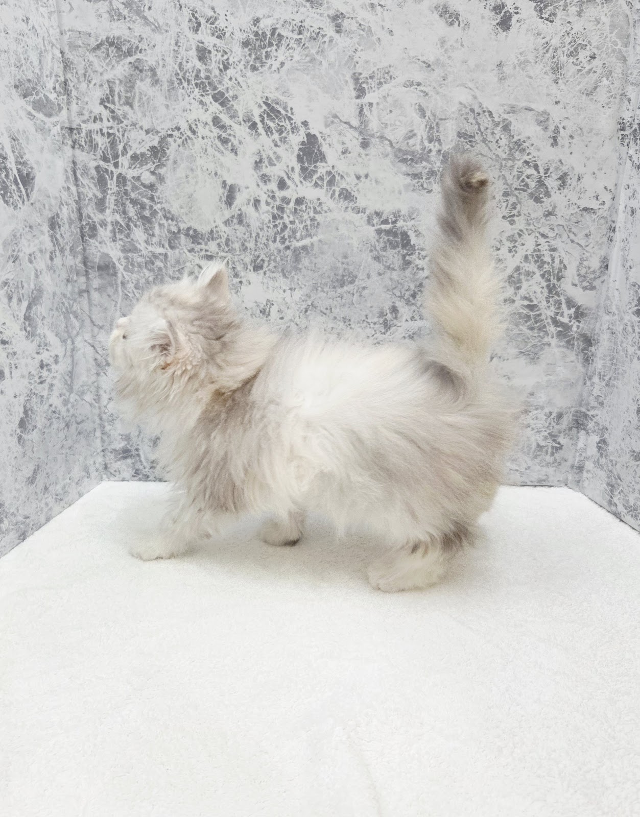 ラガマフィンの写真2