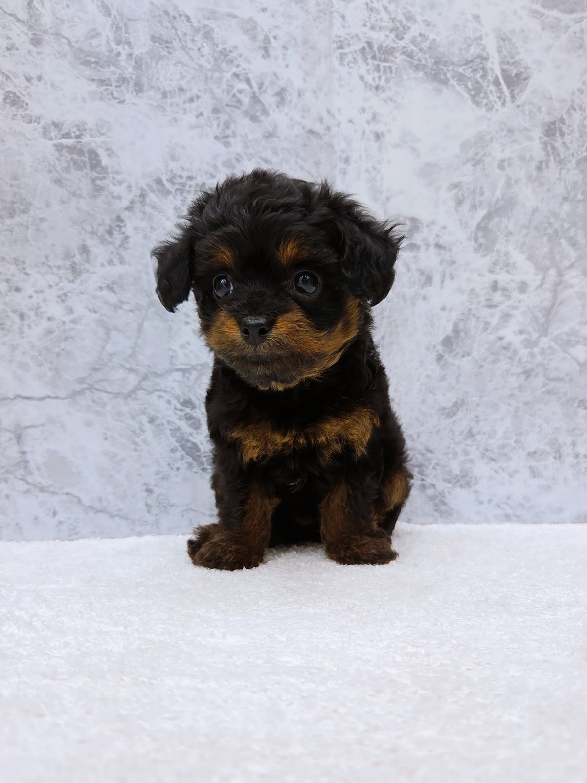 トイプードル×チワワの写真3