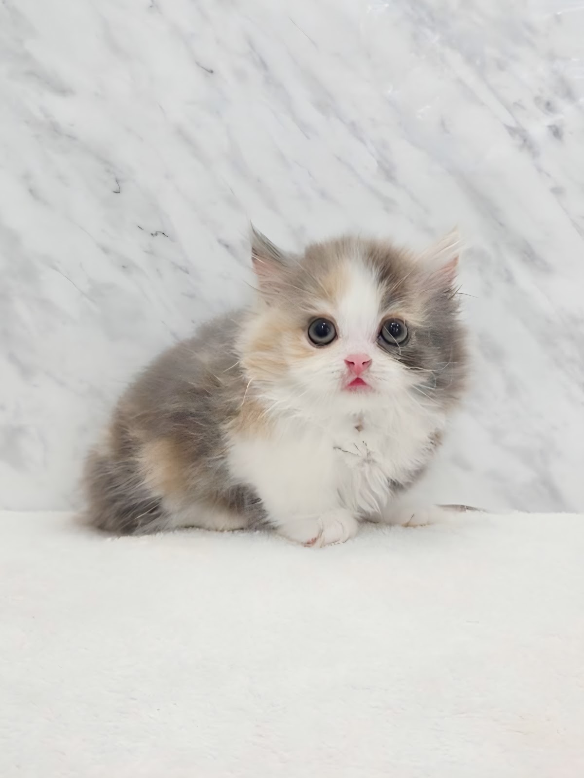 ミヌエットの写真3