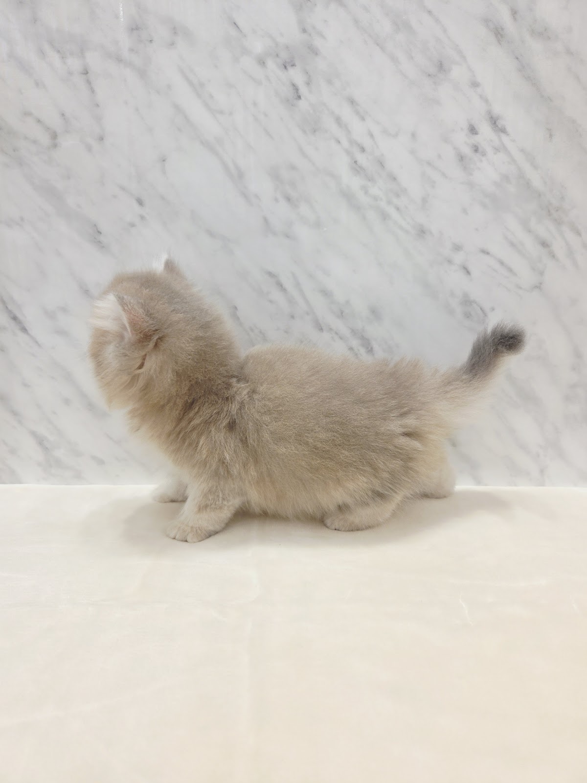 ブリティッシュロングヘアーの写真2