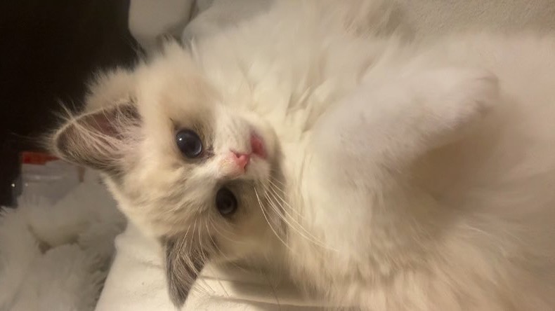 はるまきちゃん