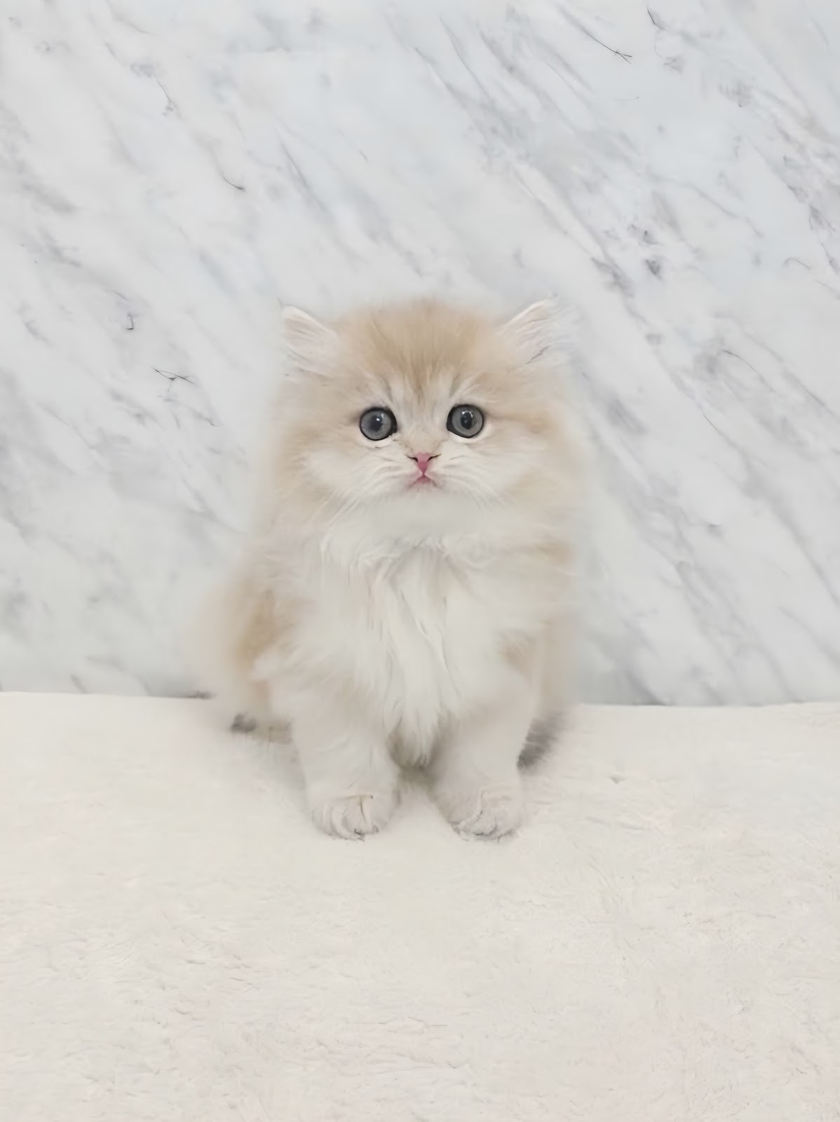 ブリティッシュロングヘアー