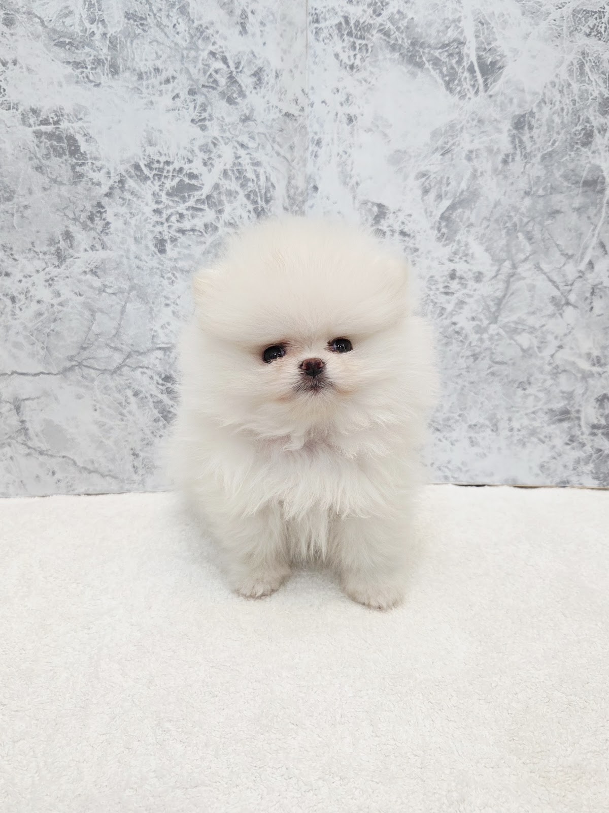 ポメラニアンの写真