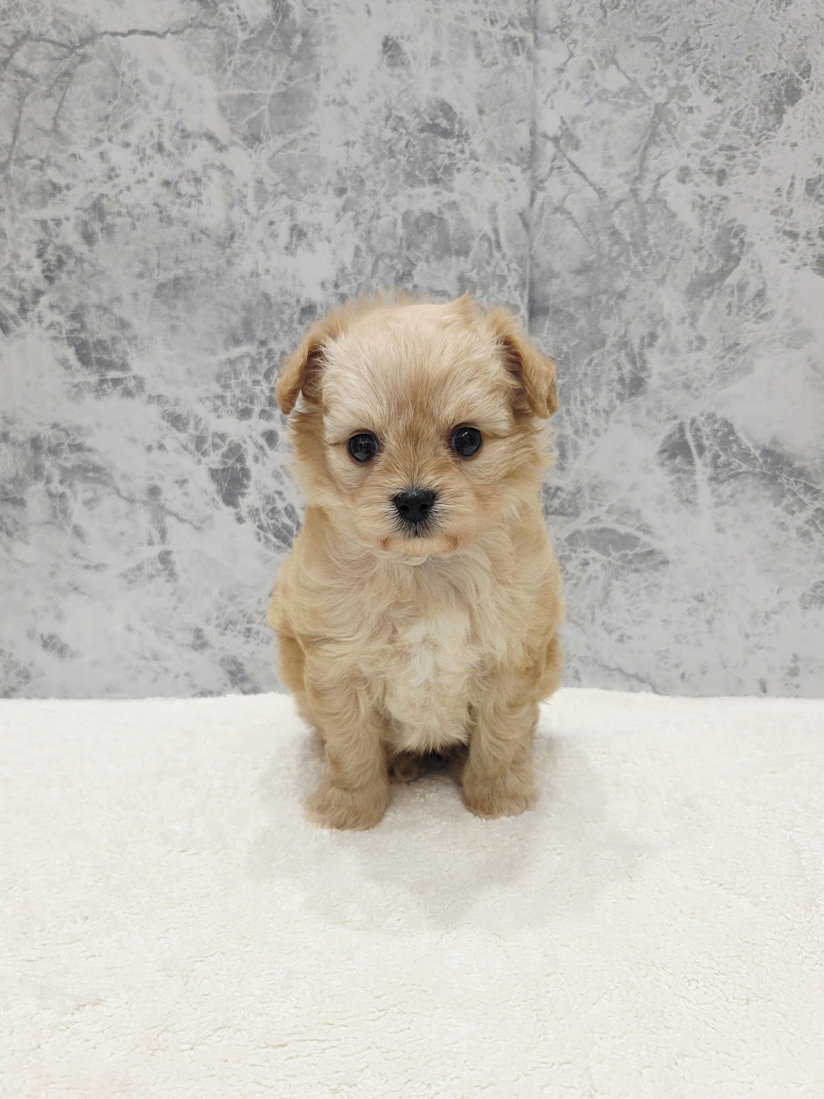 トイプードル×チワワ