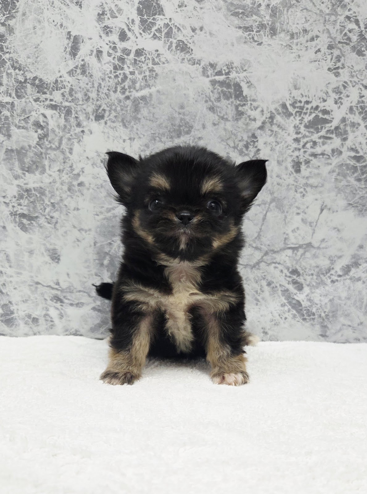 ロングコートチワワの写真